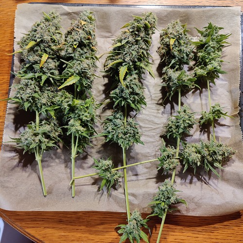 Growreport Bild 19