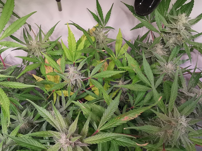 Growreport Bild 16