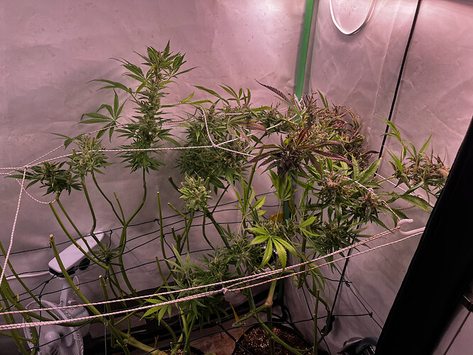 Growreport Bild 7