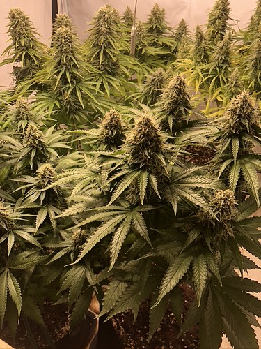 Growreport Bild 6