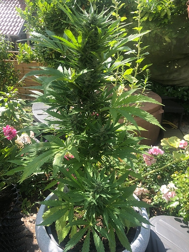 Growreport Bild 5