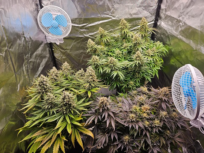 Growreport Bild 1