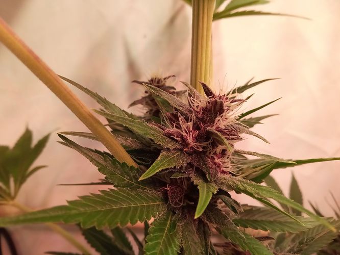Growreport Bild 90