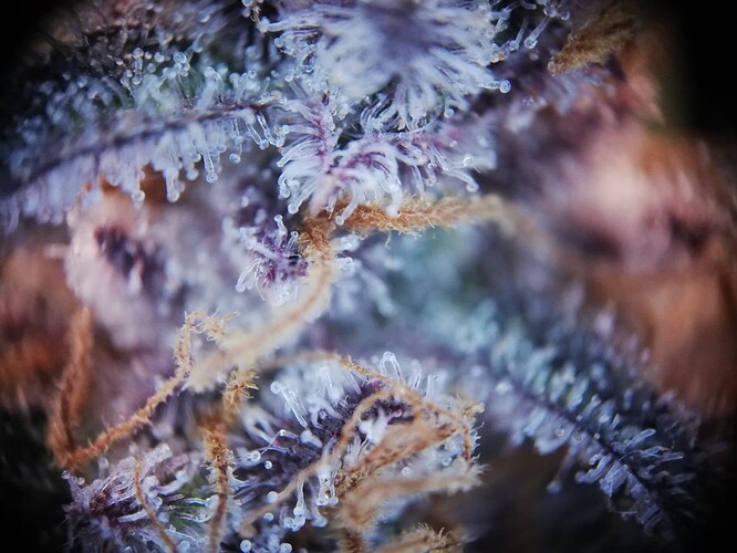Mimosa_240111-7