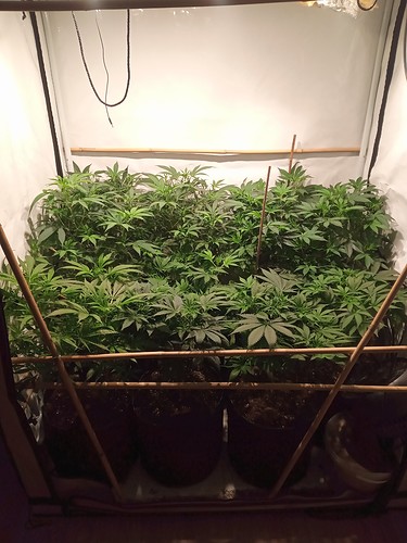Growreport Bild 1