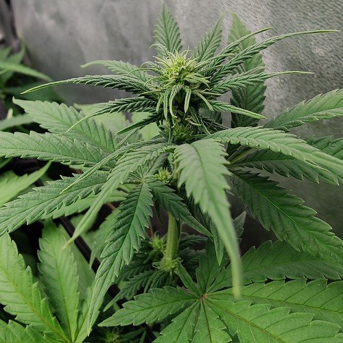 Growreport Bild 11