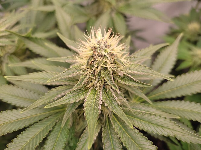 Growreport Bild 5