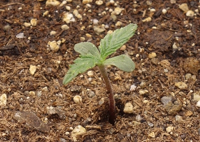 Growreport Bild 18