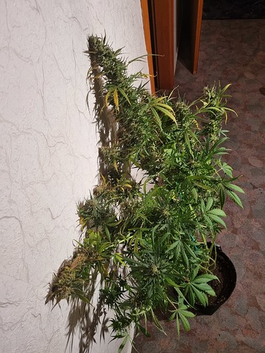 Growreport Bild 2