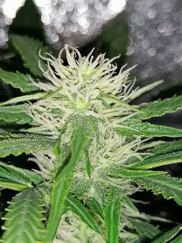 Growreport Bild 6