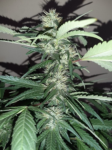 Growreport Bild 6