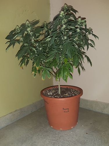 Growreport Bild 1