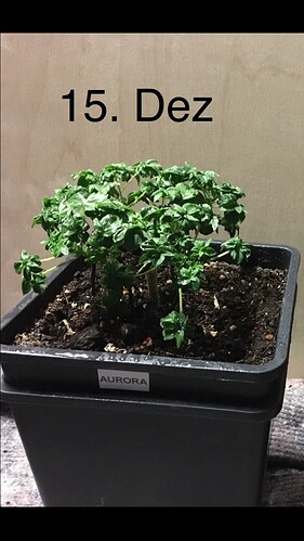 Growreport Bild 4