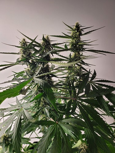 Growreport Bild 12