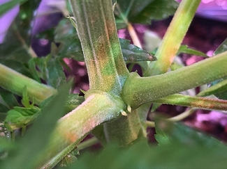Growreport Bild 32