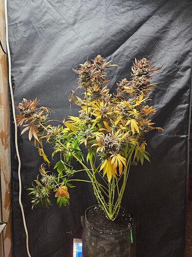 Growreport Bild 1