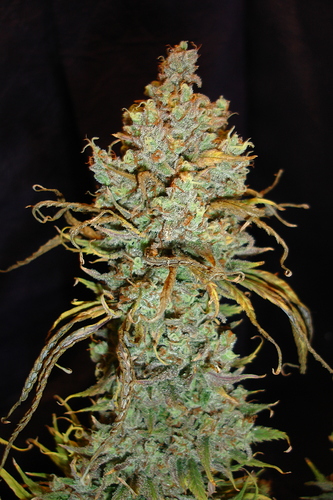 Growreport Bild 46