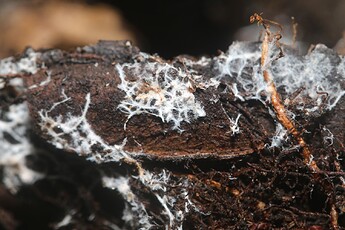 mykorrhiza
