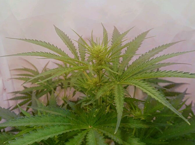 Growreport Bild 16