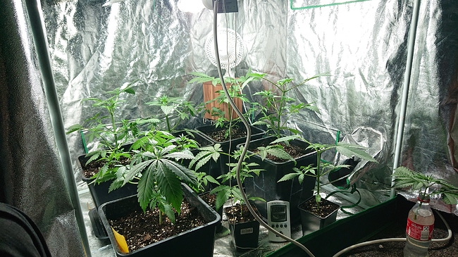 Growreport Bild 5