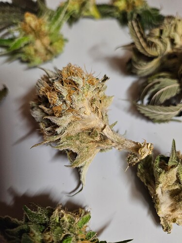 Growreport Bild 11