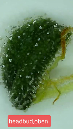 Growreport Bild 10