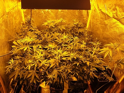 Growreport Bild 22