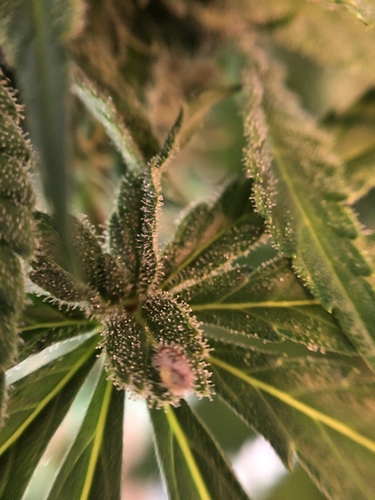 Growreport Bild 42