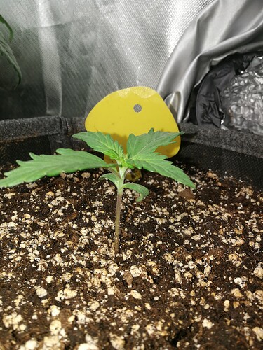 Growreport Bild 135