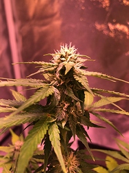 Growreport Bild 11