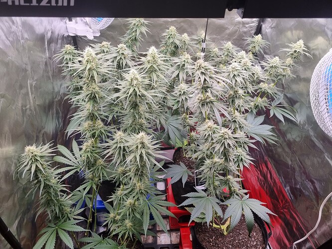 Growreport Bild 12
