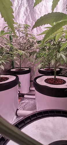 Growreport Bild 1