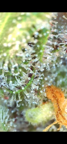 Growreport Bild 9