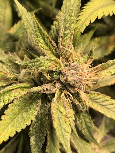Growreport Bild 16