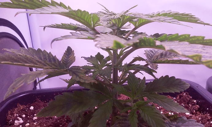 Growreport Bild 8