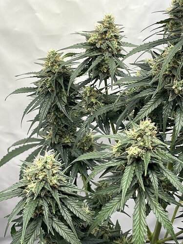 Growreport Bild 4