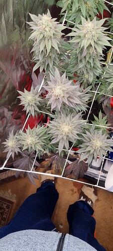 Growreport Bild 75