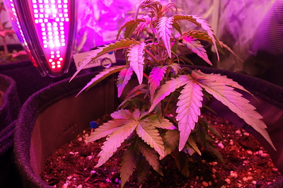 Eine junge Cannabispflanze in einem Stofftopf unter einer LED-Wachstumslampe. Die Pflanze hat mehrere Blätter und befindet sich im Wuchsstadium.