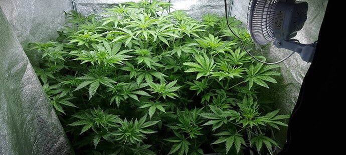 Growreport Bild 2