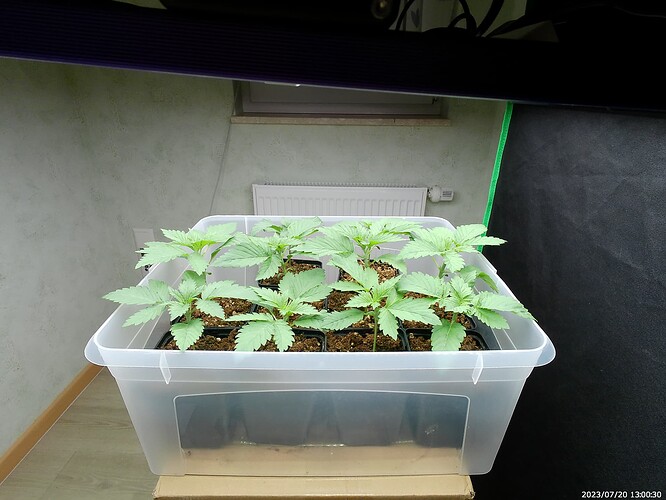 Growreport Bild 3