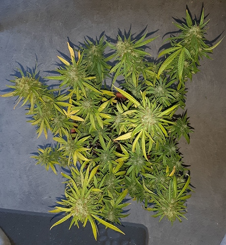 Growreport Bild 7