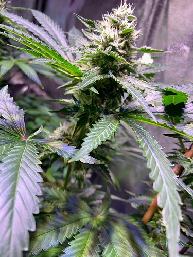 Growreport Bild 6