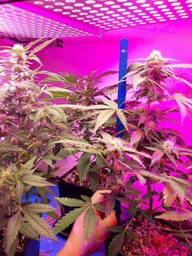 Growreport Bild 11