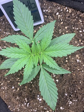Growreport Bild 1