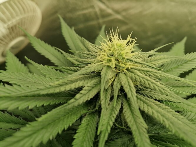 Growreport Bild 9