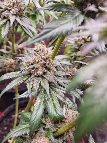 Growreport Bild 26