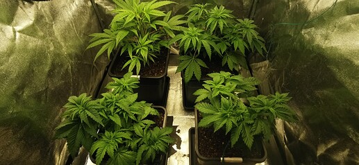 Growreport Bild 3