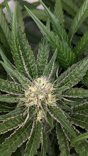 PXL_20231021_111940591.PORTRAIT~2