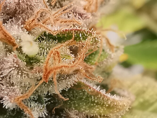 Growreport Bild 44