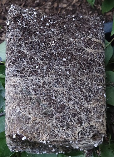 Growreport Bild 5